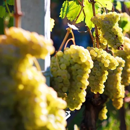 La Vigne De Papagran App3 Διαμέρισμα *